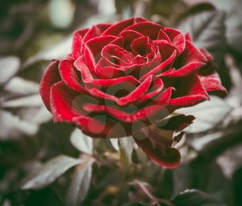 Beautiful fresh red rose closeup. Photo tinted.