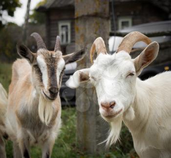 White and brown rustic goat. Focus on the white goat.
