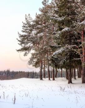 Beautiful winter landscape with pine trees on a cold evening.