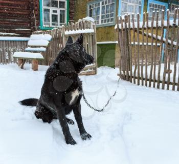 Guard dog on a chain in the winter in the village.