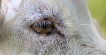 The sad sight adult white goat close-up.