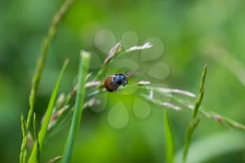Little bug beetle garden, Phyllopertha hortitsola. Shallow depth of field.