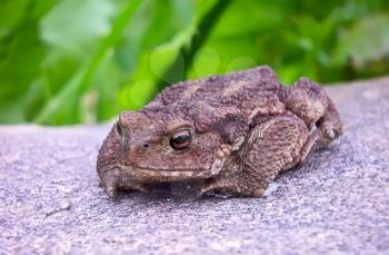 The grey toad (Bufo bufo) sits on a stone among a grass..