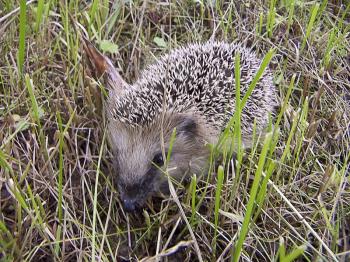 The little brown hedgehog in the grass mowed.