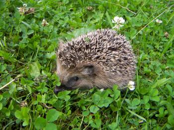 Small brown hedgehog in a bright white clover.