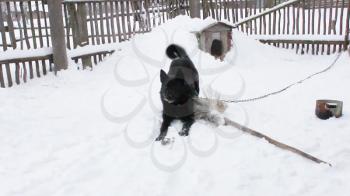 A black yard dog plays with bone in the winter.