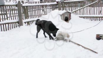 A black yard dog plays with bone in the winter.