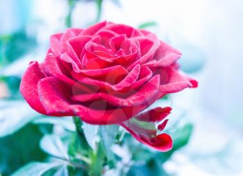 Beautiful fresh red rose closeup. Photo tinted. Beautiful fresh red rose closeup. Noise added. Artistic photo. Shallow depth of field.