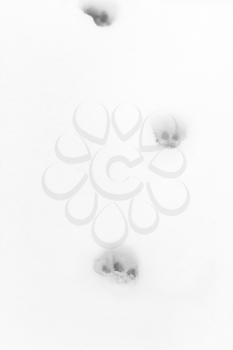 The chain of fresh cat footprints on white snow.