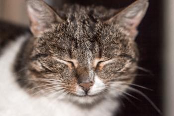 Portrait of a domestic cat. Shallow depth of field. Focus on the cat's nose.