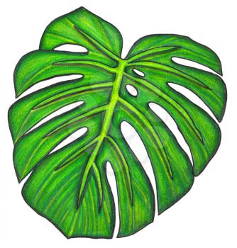 Monstera leaf. Illustration made with colored pencils. Drawn by hand. Isolated on white. Design for card, poster or wallpaper.