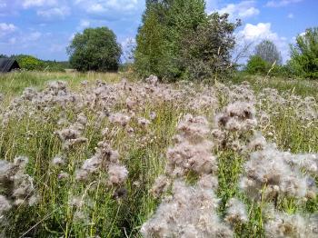 Field with thistle on a sunny day. Silybum. Mobile photo.