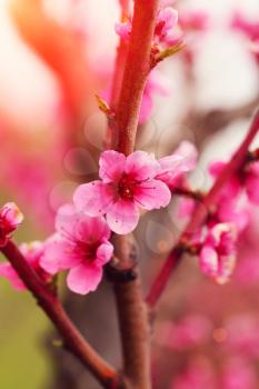 orchard of peach trees bloomed in spring