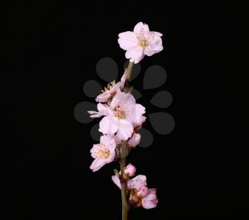 Studio shot of apricot blossom brunch on black background