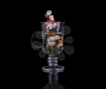 Flowering branch of cherry in a mug of water on a black background