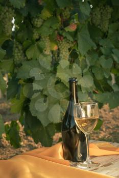 glass with white wine in vineyard on old table. Vineyard at sunset. White wine glass, wine bottle and white grape on wood table with copy space