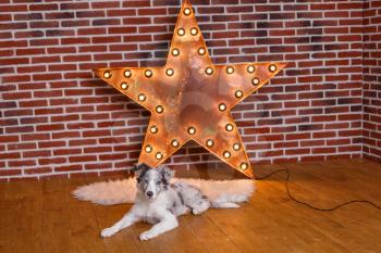 Australian Shepherd (Aussie ), 3 months old, sitting against Decorative wooden star with old lamps on a background of gray brick wall. Modern grungy interior