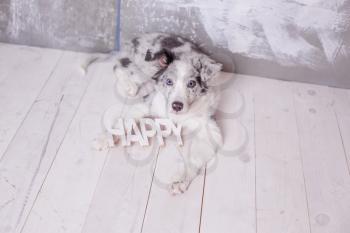 border collie, 3 months old, sitting on the floor with wooden sign Happy , flashlights