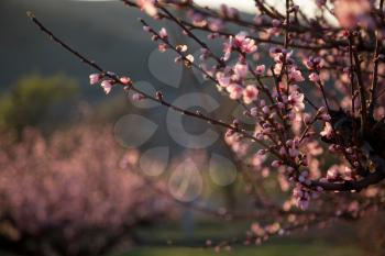 Blossom tree over nature background. Spring flowers. Spring Background. Beautiful flowering Japanese cherry - Sakura. Background with flowers on a spring day.