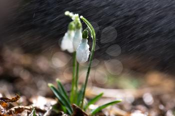 Beautiful fresh snowdrop flowers in early spring