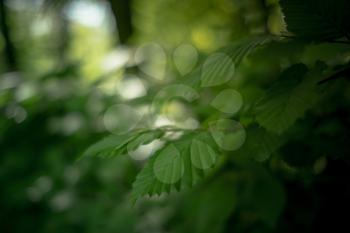 Green leaf texture. Leaf texture background. Close up of young leaves in a deciduous forest