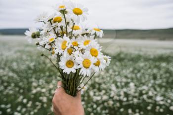 A bouquet of daisies in the hands of a girl. The concept of happiness, harmony and health