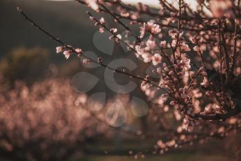 Beautiful flowering peach. Background with flowers on a spring day, sunset