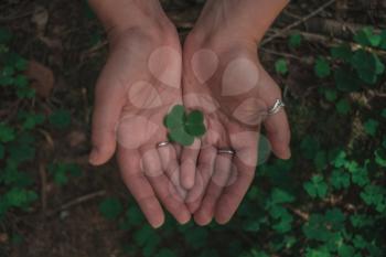Clover in female hand in sunny spring day. Blur nature background. Rim light. Little warm tone. Focus on clover leaf.