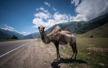 Fluffy camel against the background of the Caucasian high mountains. Russia, Karachaevo-Cherkessia, Dombai