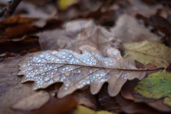 Fallen autumn leaves with raindrops. Drops on autumn leaf