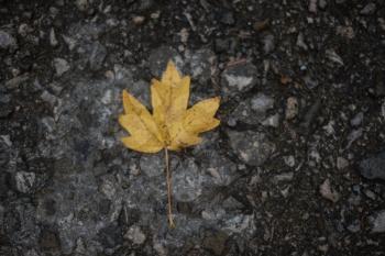 Yellow leaf on the asphalt road, in the autumn forest