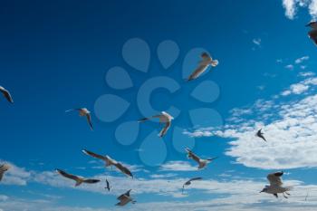 Beautiful Seagulls flying in the sky. Fall sky