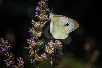 Beautiful butterfly on a blossom flower. Forest immediately after rain