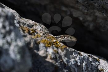 cute lizard taking sun on rock stone. idea and concept of the pristine nature