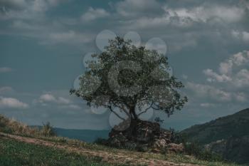 Lonely oak tree on a steppe slope against summer mountains in Georgia
