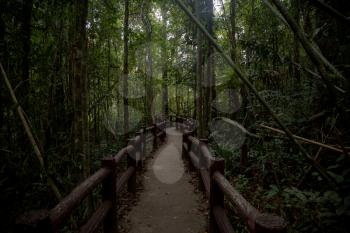 Emerald Pool, Yosemite National Park, Krabi, Thailand, Wooden path trough jungle forest. Forest before the storm