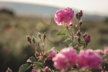 A bush of Pink roses in sunset backlight. uly garden with a lot of greenery around. Full bloom flowers, private garden, king roses