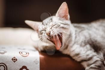 The cat lying on house with nice background color. Sleeping cat in home on a blur light background. Cats rest after eating.