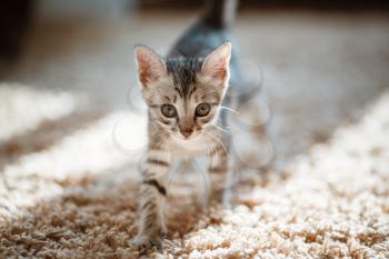 One month old and cute silver tabby of an American Shorthair kitten is looking at something specious with a little of sunshine