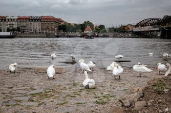 swans on the Vltava close-up on the background of the panorama of the Czech capital city of Prague.