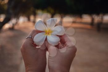 female hands with tropical plumeria flower in Asia. woman hand holding frangipani flower at sunset close-up against the background of the historical park in Sukhothai