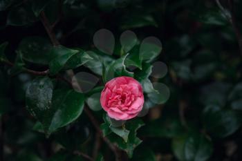 Beautiful alone pink rose on a background of green foliage. The concept of spring and freshness