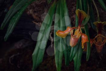 Beautiful exotic flower orchid in a greenhouse in Thailand. place Inthanon Lady's Slipper Orchid Under Initiative Conservation Project, abstract nature background.