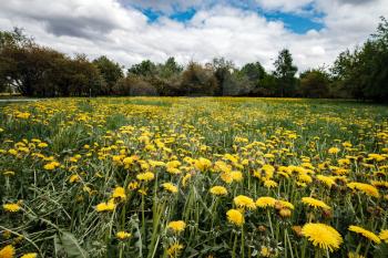 Apples and dandelions in Kolomenskoye Park in Moscow. Meadow with blooming yellow dandelions in cloudy day