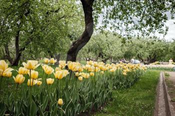 Tulips blooming in a flower bed in Kolomenskoye Park in Moscow. Bright yellow tulips on the main alley in the park