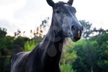 black horse grazing on pasture at sundown in orange sunny beams. close-up horse funny face