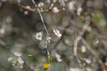 Blossoming branch with with flowers of cherry plum. Blooming tree. idea and concept of spring, awakening and health