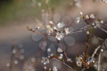 Blossoming branch with with flowers of cherry plum. Blooming tree. idea and concept of spring, awakening and health