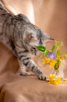 Spring bouquet of fresh flowers and curious kitty. Lovely kitten. the cat is trying to eat flowers from a small vase. The idea and concept of pets and quarantine. Stay at home