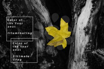 Trend of the year 2021. Wallpaper. yellow and grey leaves in forest